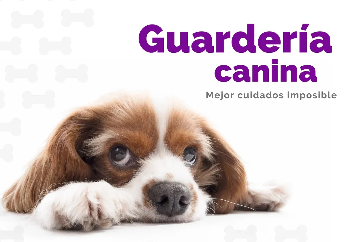 Guardería Canina